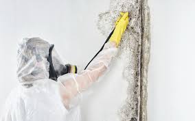 Trusted Desloge, MO Mold Removal Services Experts